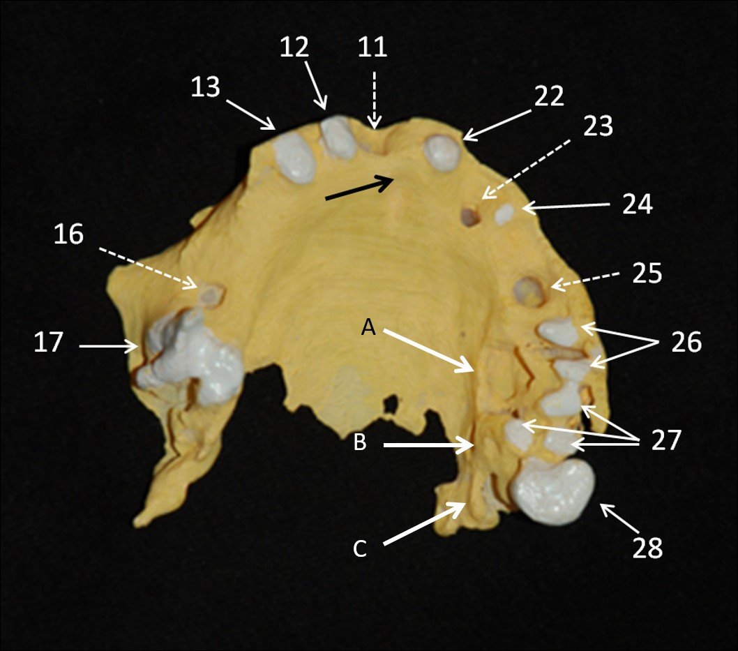 dentition momie