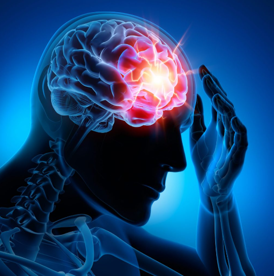 cerveau
